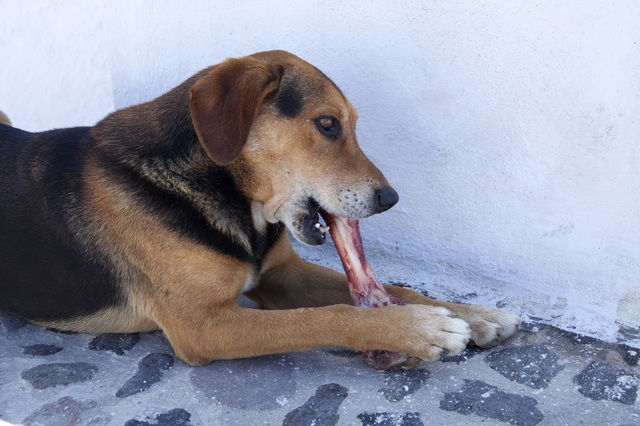 五感を鍛える犬